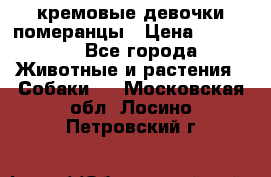 кремовые девочки померанцы › Цена ­ 30 000 - Все города Животные и растения » Собаки   . Московская обл.,Лосино-Петровский г.